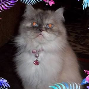 Meet your Posher, Penny